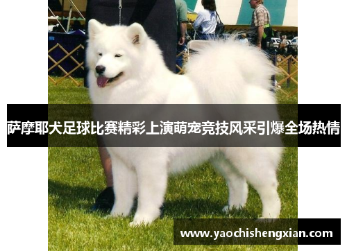 萨摩耶犬足球比赛精彩上演萌宠竞技风采引爆全场热情